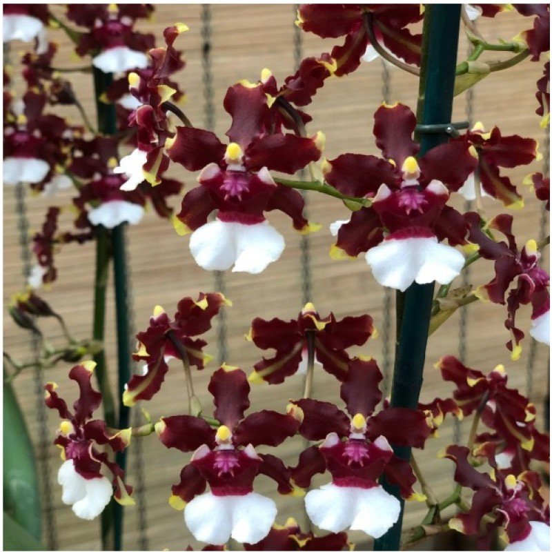Oncidium Aka Baby  "Orquídea Chocolate"